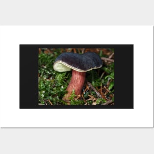 Young Zeller's Bolete mushroom Posters and Art